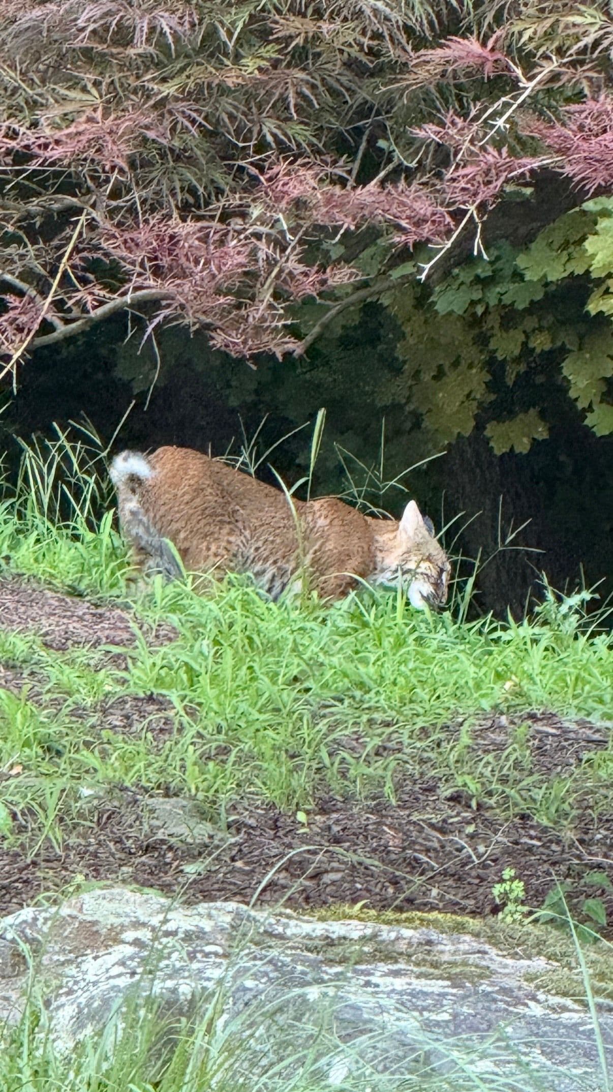 Resident bobcat